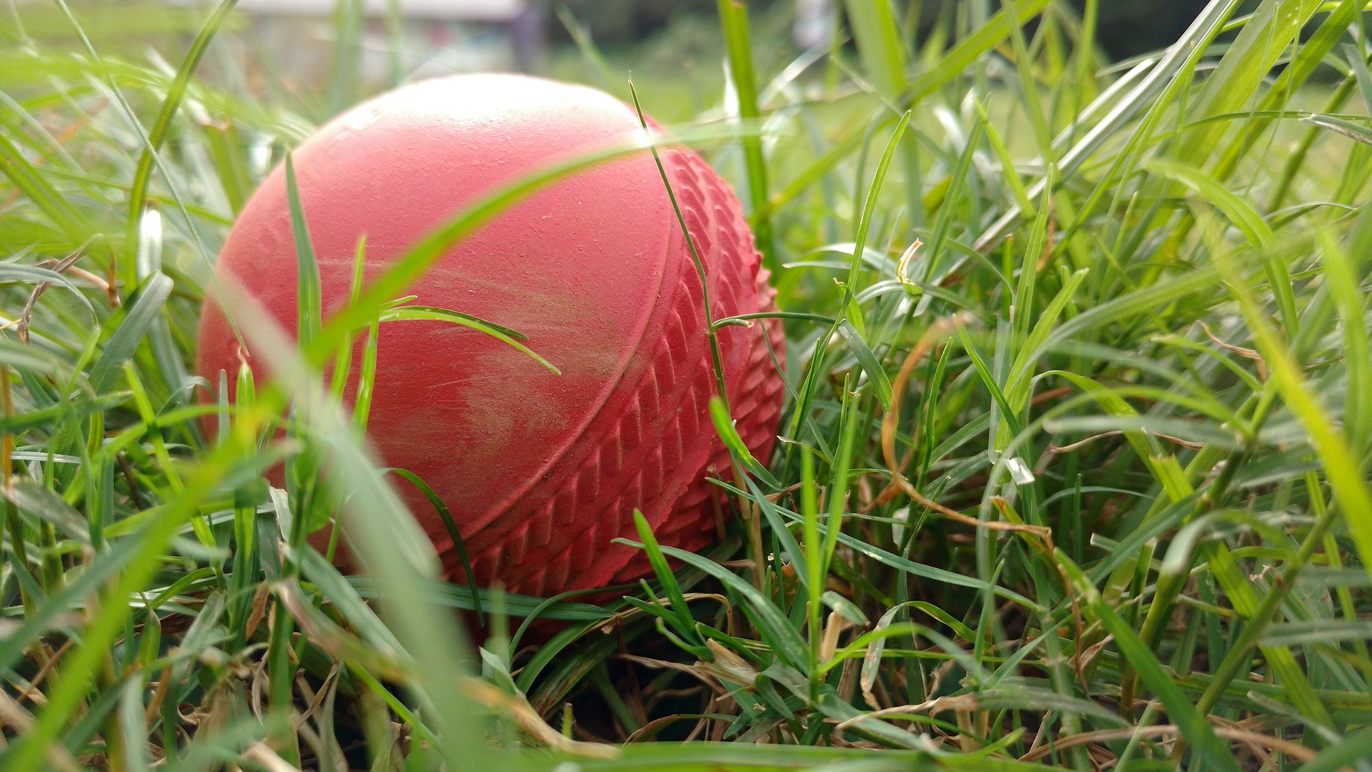 cricketbal in gras