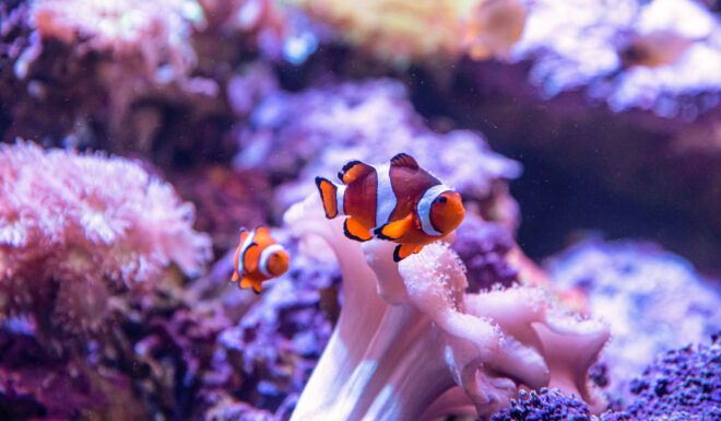 sea life